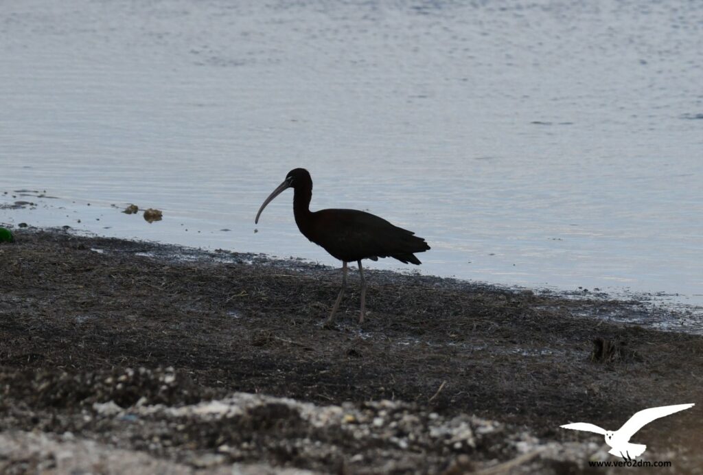 Ibis falcinelle - vero2dm.com - photographe animalier - oiseaux - biodiversité