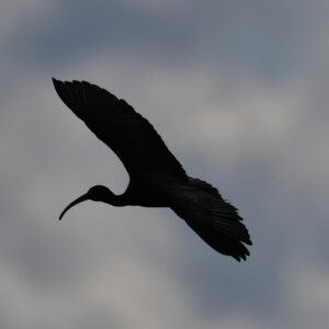 Ibis falcinelle - vero2dm.com - photographe animalier - oiseaux - biodiversité