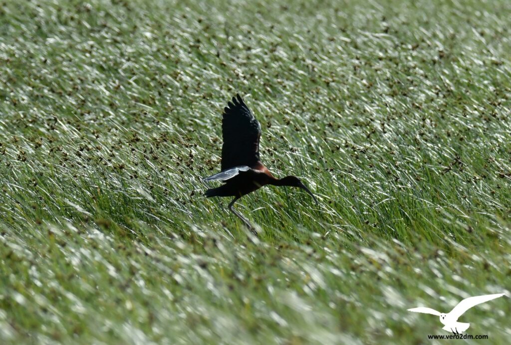 Ibis falcinelle - vero2dm.com - photographe animalier - oiseaux - biodiversité